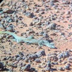 Varanus gouldii at Tibooburra, NSW - 13 Nov 2024