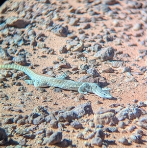 Varanus gouldii at Tibooburra, NSW - 13 Nov 2024