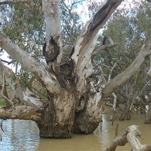 Eucalyptus camaldulensis at suppressed - suppressed