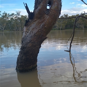 Eucalyptus camaldulensis at suppressed - suppressed