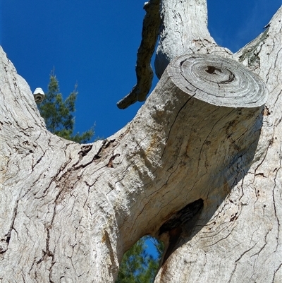 Eucalyptus sp. (A Gum Tree) at Kambah, ACT - 22 Dec 2017 by MB