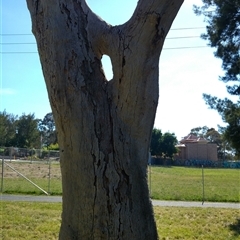 Eucalyptus sp. at Kambah, ACT - 23 Dec 2017