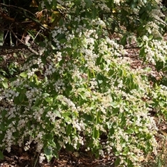 Ligustrum sinense (Narrow-leaf Privet, Chinese Privet) at Hawker, ACT - 15 Nov 2024 by AlisonMilton