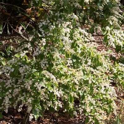 Ligustrum sinense (Narrow-leaf Privet, Chinese Privet) at Hawker, ACT - 16 Nov 2024 by AlisonMilton