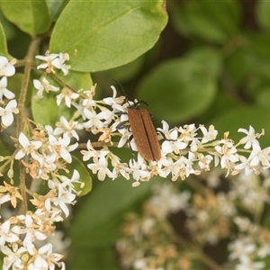 Ligustrum sinense at Hawker, ACT - 16 Nov 2024