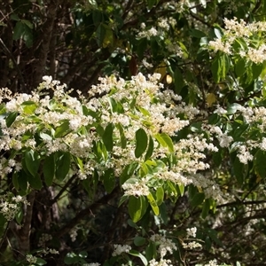 Ligustrum sinense at Hawker, ACT - 16 Nov 2024