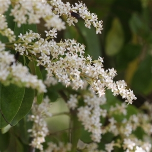 Ligustrum sinense at Hawker, ACT - 16 Nov 2024