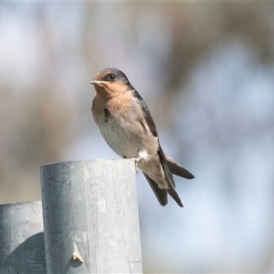 Hirundo neoxena at Hawker, ACT - 16 Nov 2024 09:34 AM