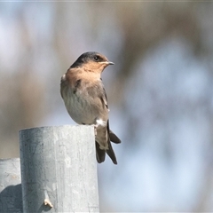 Hirundo neoxena at Hawker, ACT - 16 Nov 2024 09:34 AM