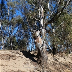 Eucalyptus sp. at Deniliquin, NSW - 29 Nov 2018 by MB