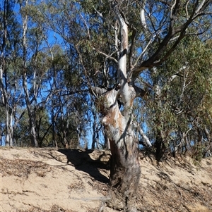 Eucalyptus sp. at Deniliquin, NSW by MB