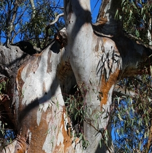 Eucalyptus camaldulensis at suppressed - suppressed