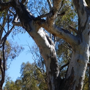 Eucalyptus camaldulensis at suppressed - suppressed