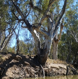 Eucalyptus camaldulensis at suppressed - suppressed