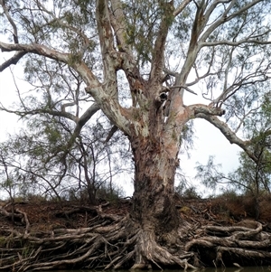 Eucalyptus sp. at Moulamein, NSW by MB