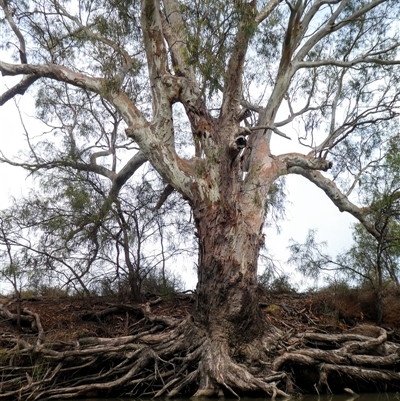 Eucalyptus sp. at Moulamein, NSW - 14 Dec 2018 by MB