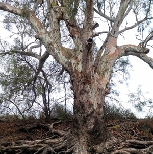 Eucalyptus camaldulensis at suppressed - suppressed