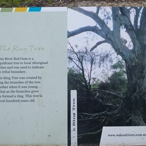 Eucalyptus camaldulensis at suppressed - suppressed