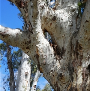 Eucalyptus sp. at Tooranie, NSW by MB