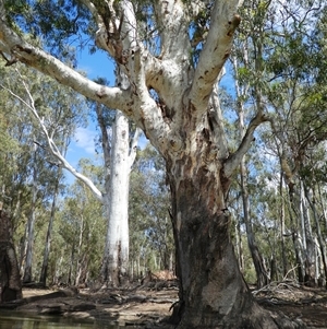 Eucalyptus camaldulensis at suppressed - suppressed