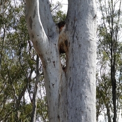 Eucalyptus sp. at Tooranie, NSW - 15 Dec 2018 by MB