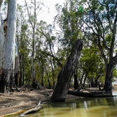 Eucalyptus camaldulensis at suppressed - suppressed
