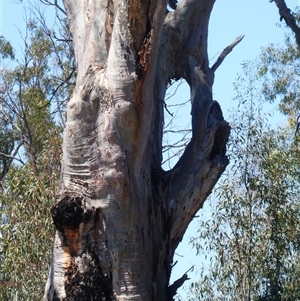 Eucalyptus camaldulensis at suppressed - suppressed