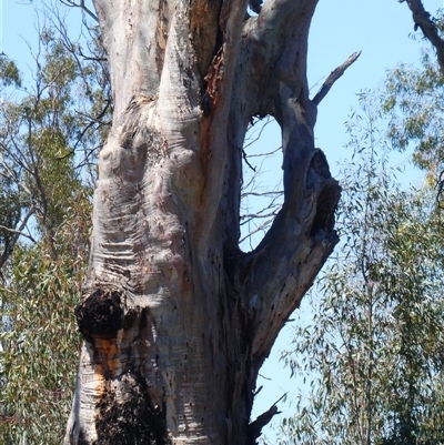 Eucalyptus sp. at Kyalite, NSW - 17 Dec 2018 by MB