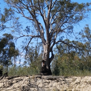 Eucalyptus camaldulensis at suppressed - suppressed