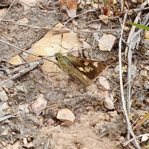 Trapezites luteus (Yellow Ochre, Rare White-spot Skipper) at Yass River, NSW by SenexRugosus