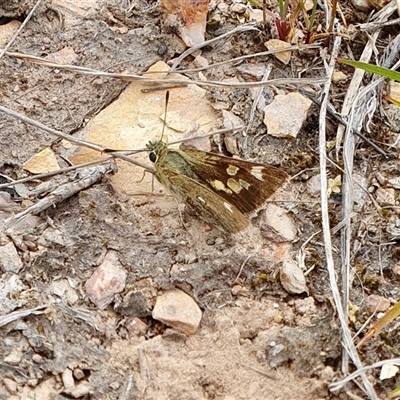 Trapezites luteus (Yellow Ochre, Rare White-spot Skipper) at Yass River, NSW - 14 Nov 2024 by SenexRugosus