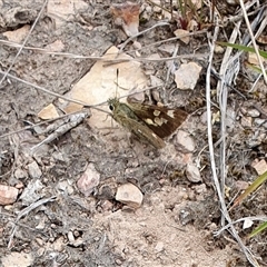 Trapezites luteus at Yass River, NSW - 15 Nov 2024