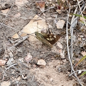 Trapezites luteus at Yass River, NSW - 15 Nov 2024