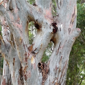 Eucalyptus camaldulensis at suppressed - suppressed