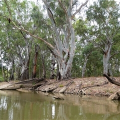 Eucalyptus camaldulensis at suppressed - suppressed