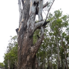 Eucalyptus sp. at Bullatale, NSW - 27 Jan 2019 by MB