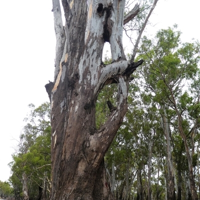 Eucalyptus sp. at Bullatale, NSW - 27 Jan 2019 by MB