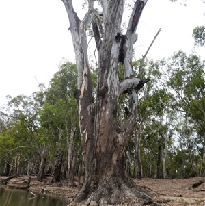 Eucalyptus camaldulensis at suppressed - suppressed