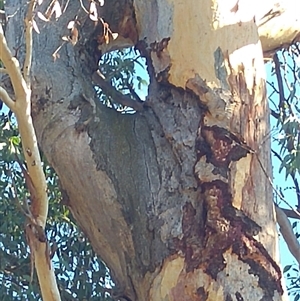 Eucalyptus sp. at Cook, ACT - suppressed