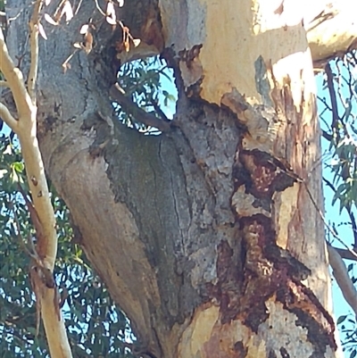 Eucalyptus (genus) (A Gum Tree) at Cook, ACT - 8 Mar 2019 by MB