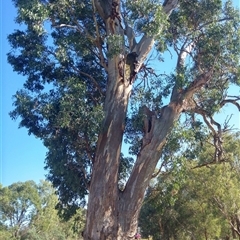 Eucalyptus sp. at Cook, ACT - suppressed