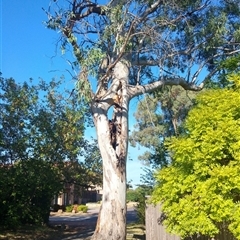 Eucalyptus sp. (A Gum Tree) at Stirling, ACT - 8 Mar 2019 by MB