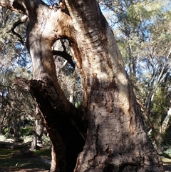 Eucalyptus sp. at Flinders Ranges, SA - 22 Mar 2019 by MB