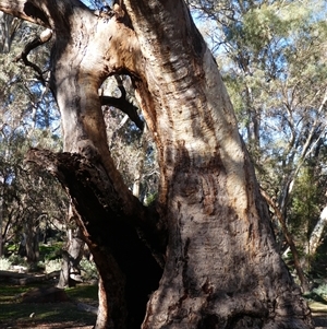 Eucalyptus sp. at Flinders Ranges, SA by MB