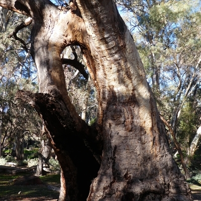 Eucalyptus sp. at Flinders Ranges, SA - 22 Mar 2019 by MB