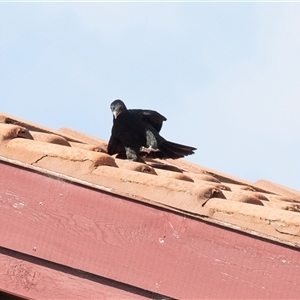 Eudynamys orientalis at Hawker, ACT - 16 Nov 2024