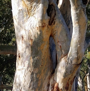 Eucalyptus sp. at Wilmington, SA by MB