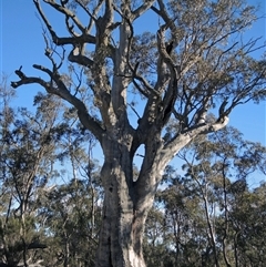 Eucalyptus (genus) (A Gum Tree) at Glen Fergus, NSW - 15 Jun 2019 by MB