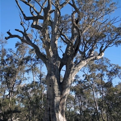 Eucalyptus sp. (A Gum Tree) at Glen Fergus, NSW - 15 Jun 2019 by MB