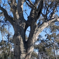 Eucalyptus sp. at Glen Fergus, NSW - suppressed